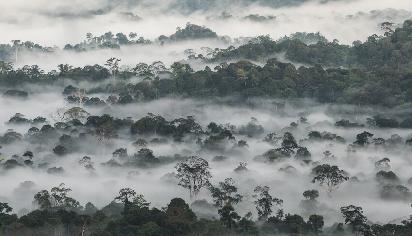 Zoomer sur l'image : Tawau Hills Park
